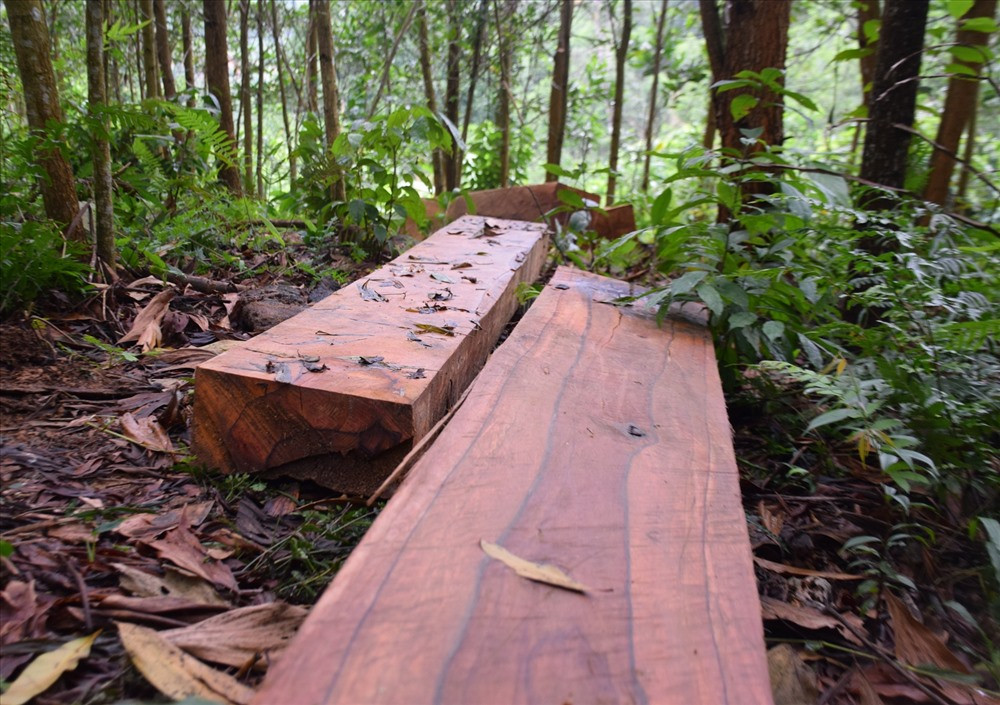 Có tổng cộng 20 phách gỗ lớn nhỏ tập kết chuẩn bị đưa đi tiêu thụ. Ảnh: THANH THẮNG