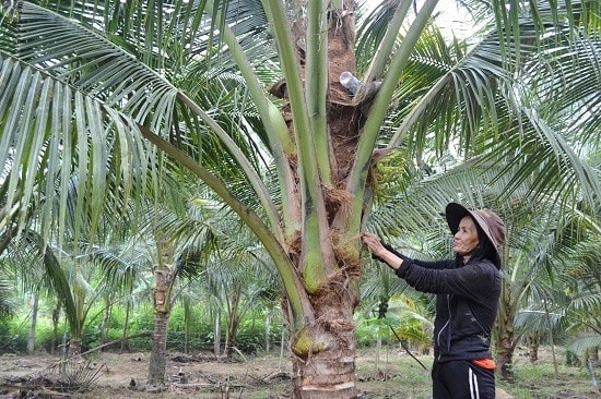 Vườn dừa hàng trăm cây của một hộ dân làng Phương Trung đang phát triển tốt. Ảnh: C.T