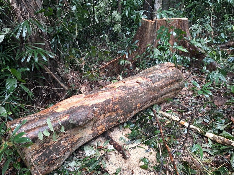 Một cây gỗ chuồn bị cưa hạ tại tiểu khu 774, xã Trà Nú. Ảnh: LÊ VƯƠNG