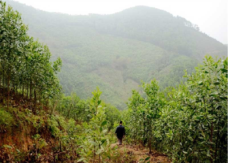 Toàn xã Hiệp Thuận có 821ha rừng gỗ lớn được cấp giấy chứng nhận FSC. Ảnh: Đ.H