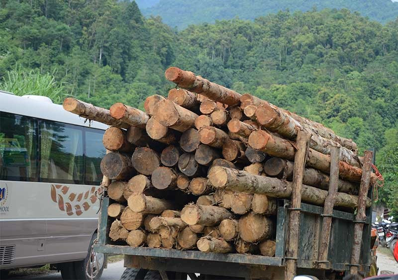 Trong điều chỉnh quy hoạch rừng, Quảng Nam tăng diện tích trồng rừng gỗ lớn để phục vụ cho các nhà máy chế biến công nghiệp. Ảnh: T.HỮU