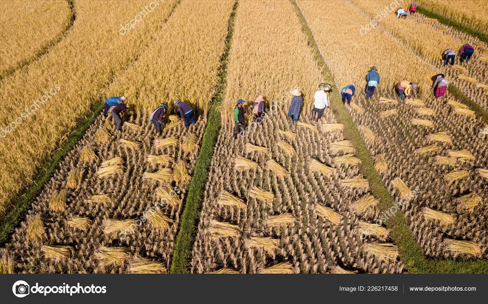 Mùa thu hoạch trên cánh đồng lúa hữu cơ tại Thái Lan. Ảnh: depositphotos