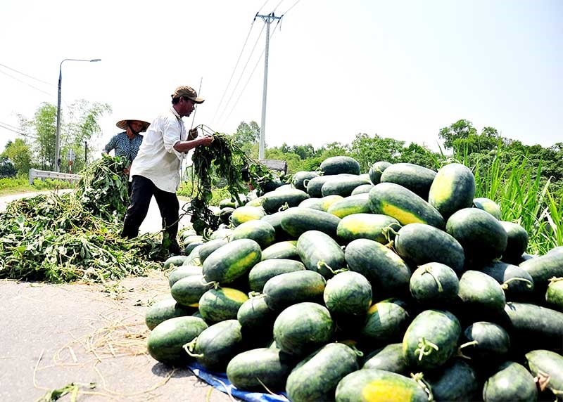 Dưa hấu là sản phẩm nông nghiệp mang lại hiệu quả kinh tế cao cho người dân Phú Ninh. Tuy nhiên, vẫn đề xây dựng thương hiệu, liên doanh, liên kết sản xuất còn nhiều yếu kém cần phải có giải pháp khắc phục. Ảnh: V.A