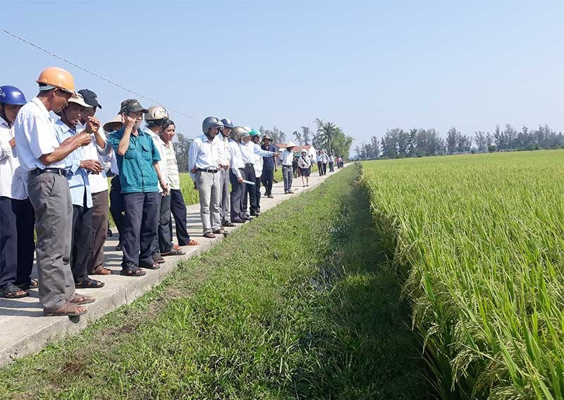 Cán bộ kỹ thuật và nông dân cùng kiểm tra mô hình CSA trên cây lúa trong vụ hè thu 2019. Ảnh: M.T