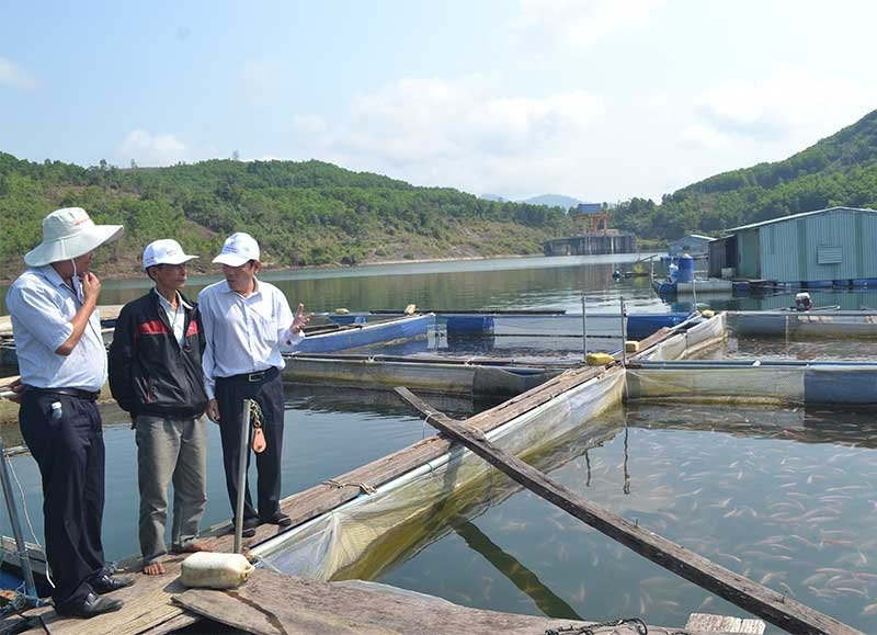 Người dân nuôi cá trong lồng bè ở hồ thủy điện Sông Tranh 2 đã được UBND tỉnh có quyết định phê duyệt hỗ trợ. Ảnh: V.N