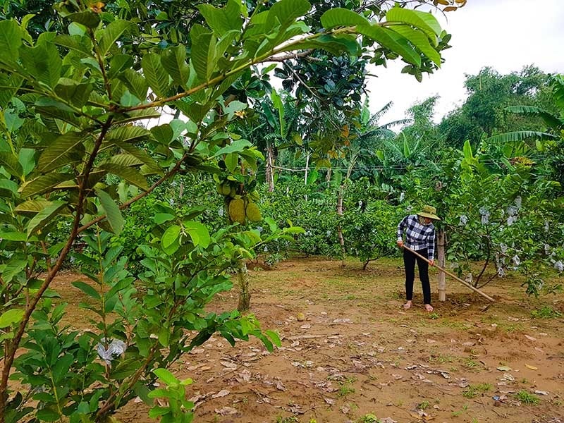 Bám đất, bám làng cũ Phương Trung, người dân địa phương đặc biệt kỳ vọng vào dự án làng du lịch sinh thái. Ảnh: T.C