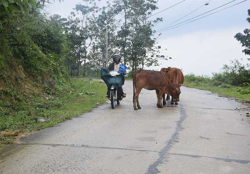 Người dân chăn thả gia súc trên tuyến đường vào xã Trà Bui (Bắc Trà My) tiềm ẩn nguy cơ mất an toàn giao thông. Ảnh: THANH THẮNG