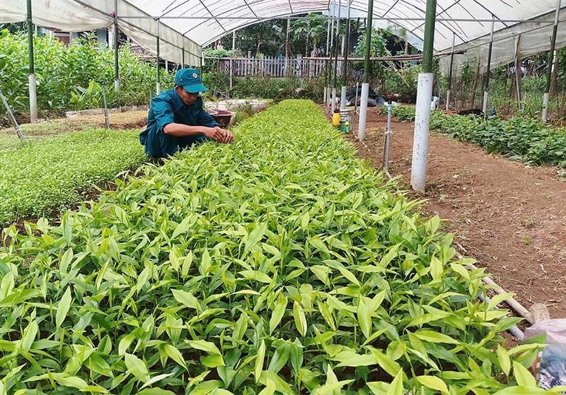 Dân quân thường trực Võ Chí Hào đang tăng gia sản xuất. Ảnh: HOÀNG HƯNG