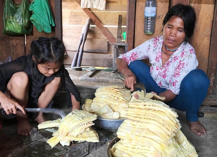 Đồng bào thôn A Rooi hái măng rừng để cải thiện kinh tế. Ảnh: NHƯ TRANG