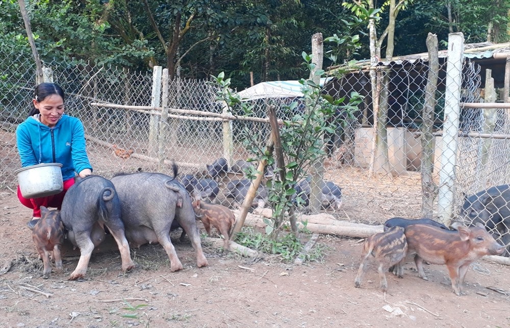 Giống heo Ê Đê có nhiều ưu điểm, phù hợp với điều kiện chăn nuôi tại Nông Sơn. Ảnh: TÂM THÔNG