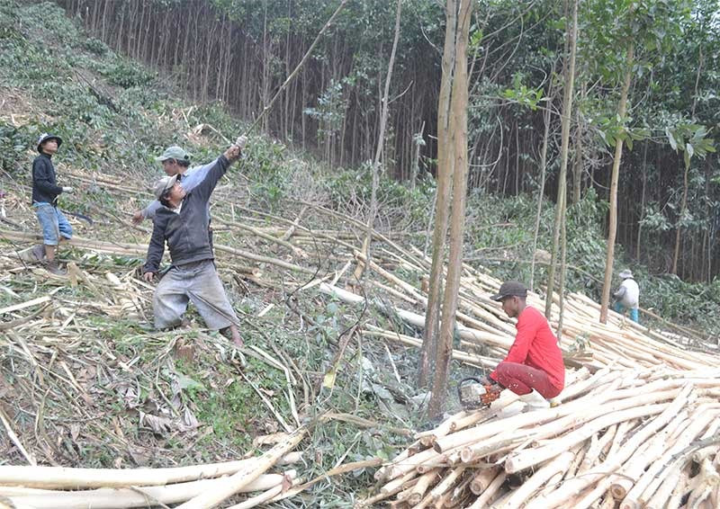 Người dân Đông Giang khai thác rừng keo trồng ven quốc lộ 14G. Ảnh: C.T