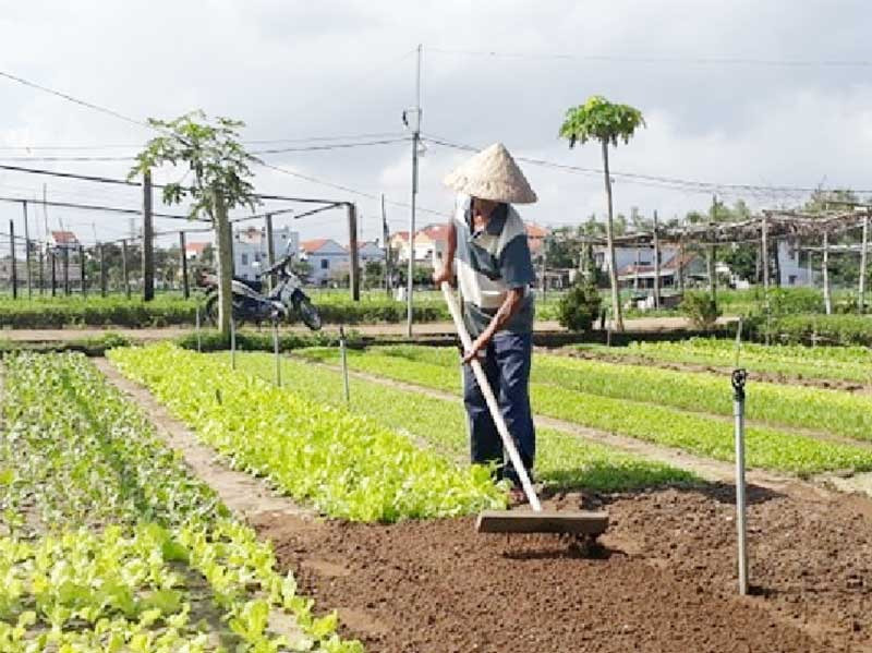 Nông dân Trà Quế chăm sóc vườn rau.