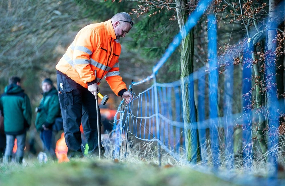 Đức thiết lập hàng rào điện biên giới với Ba Lan để ngăn DTHCP từ heo rừng. Ảnh: GettyImage