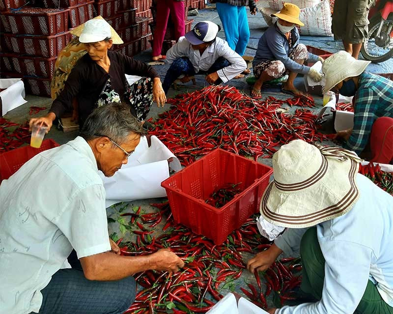 Mô hình liên kết sản xuất ớt xuất khẩu giữa HTX Nông nghiệp Lệ Bắc (xã Duy Châu, Duy Xuyên) với các doanh nghiệp mang lại hiệu quả kinh tế cao. Ảnh: VĂN SỰ