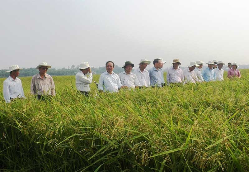 Cần nhân rộng mô hình liên kết sản xuất giống lúa hàng hóa để nâng cao hiệu quả kinh tế và tạo đầu ra ổn định cho nông dân.Ảnh: V.S