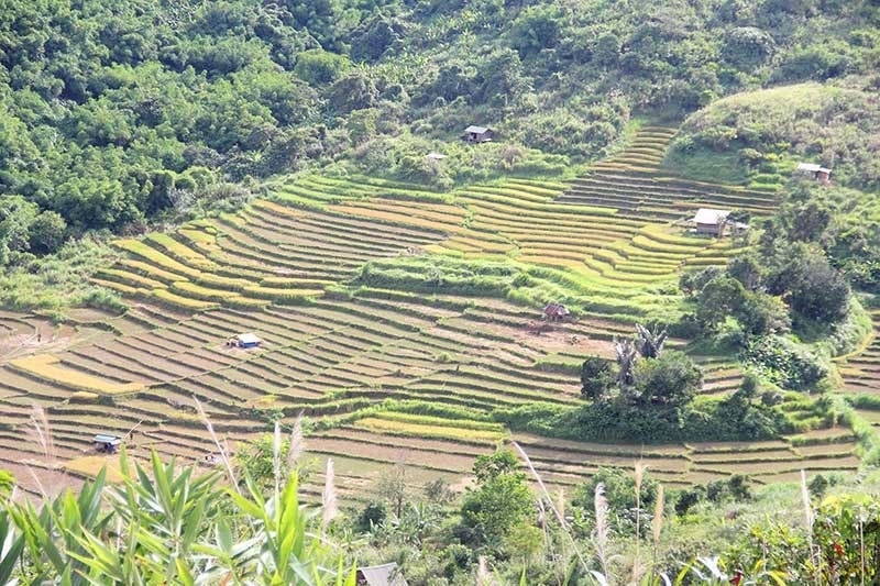 Năm 2019, Nam Giang đảm bảo chỉ tiêu về sản xuất nông nghiệp. TRONG ẢNH: Đồng bào Cơ Tu xã Chơ Chun thu hoạch lúa mùa. Ảnh: ALĂNG NGƯỚC