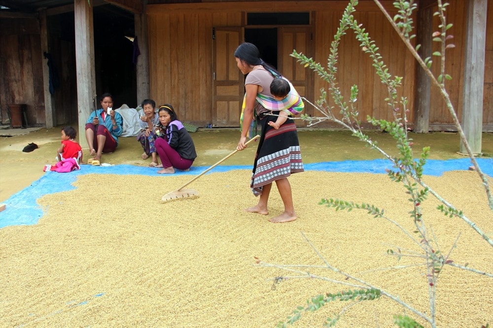 Đến bản làng vùng cao, mùa này dễ dàng bắt gặp hình ảnh đồng bào phơi lúa ngay trên sân nhà chuẩn bị cho tết. Ảnh: Đ.N