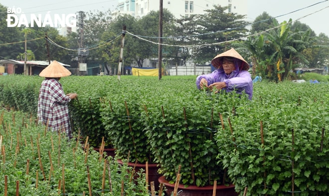 Các chậu hoa cúc đại đóa ra nụ sớm đang được chăm bón để hoa nở đẹp sát Tết. TRONG ẢNH: Vườn cúc tại phường Hòa Cường Bắc (Quận Hải Châu).