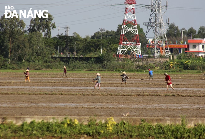 Cánh đồng Phong Nam, xã Hòa Châu, vào mùa sạ.