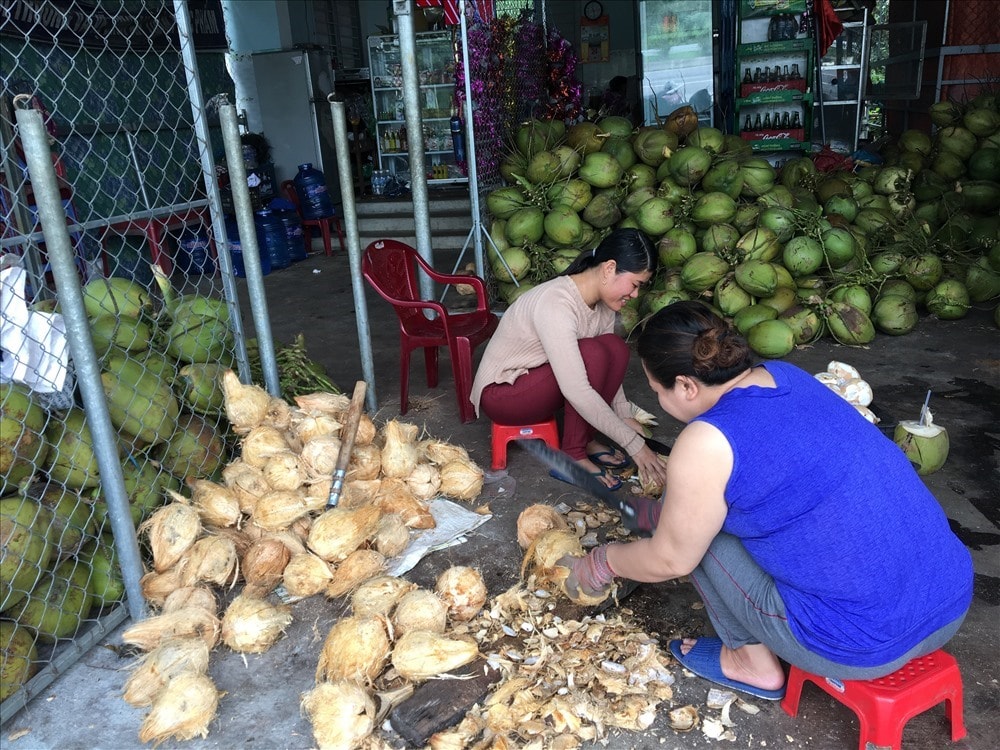 Lượng lớn dừa tươi được tập kết tại nhà chị Phương Nga, chuẩn bị cung ứng cho thị trường. Ảnh: KL