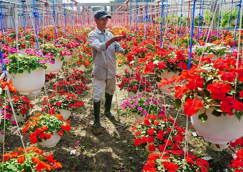 Anh Thái Văn Trưởng chăm sóc các loại hoa treo được trồng trong nhà lưới. Ảnh: NGUYỄN ĐIỆN NGỌC