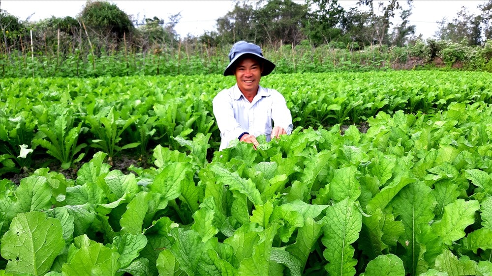 Ông Phan Công Hoàng phấn khởi vụ rau quả tết. Ảnh: VIỆT NGUYỄN