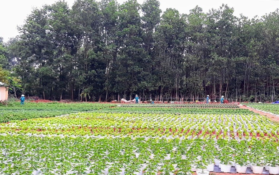 Vườn ươm của Công ty CP Dịch vụ công ích TP.Tam Kỳ ở phường An Phú. Ảnh: C.N