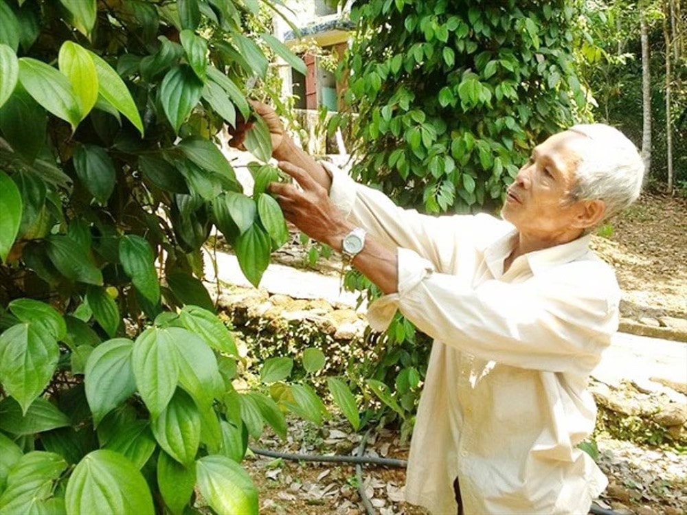 Cần chú trọng bảo tồn nguồn gen đặc hữu tiêu Tiên Phước. Ảnh: CTV