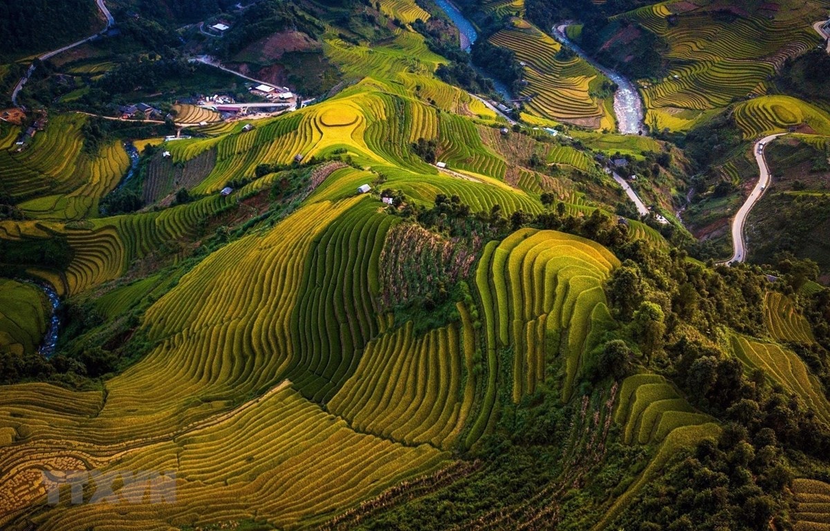 Rực rỡ mùa vàng Mù Cang Chải. (Ảnh: Bùi Văn Lanh/TTXVN)