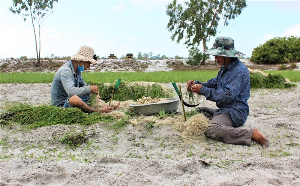 Gia đình ông Bích thu hoạch kiệu bán cho thương lái. Ảnh: THANH THẮNG