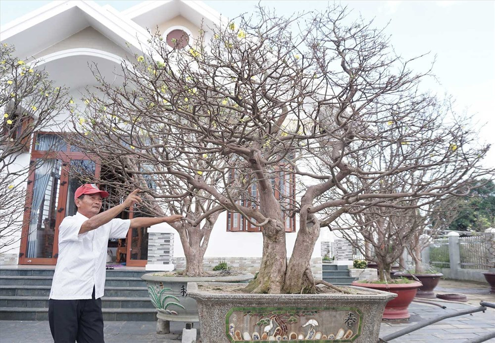 Ông Trúc chăm sóc cây mai “phu thê” rất kỳ công. Ảnh: L.Trang