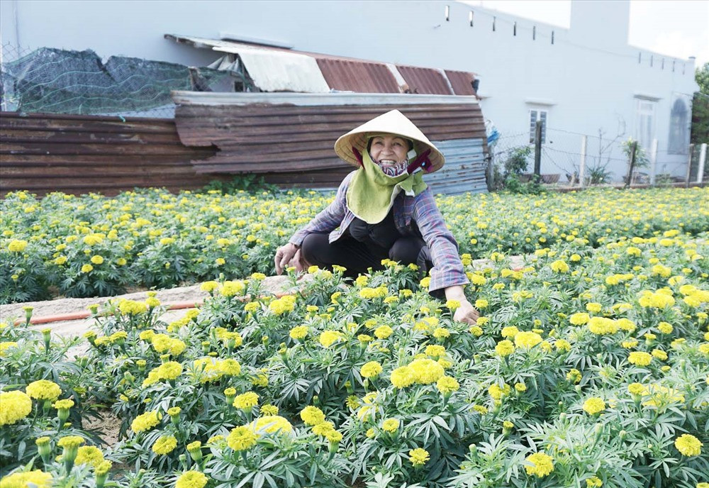Bà Lê Thị Nguyệt chăm sóc vườn hoa cúc vạn thọ với hơn 1.000 cây bán dịp tết. Ảnh: L.TRANG