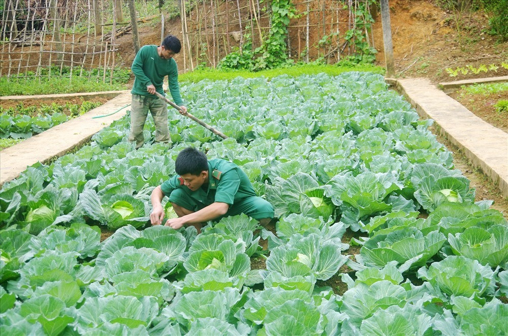 Khu tăng gia sản xuất của Đồn Biên phòng Ga Ry được trồng rất nhiều loại rau, củ quả thực phẩm sạch đảm bảo phục vụ Tết cho bộ đội.