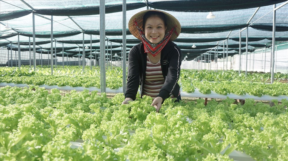 Vườn rau thủy canh của chị Nguyễn Thị Y (Duy Hải, Duy Xuyên) sẵn sàng cho vụ thu hoạch tết