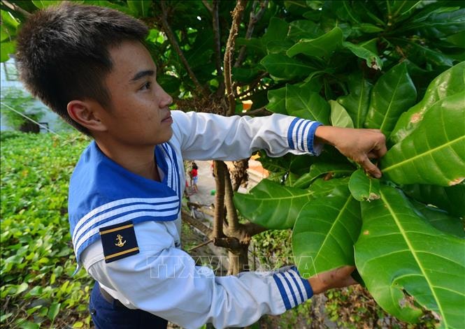 Chọn lá bàng vuông gói bánh chưng.