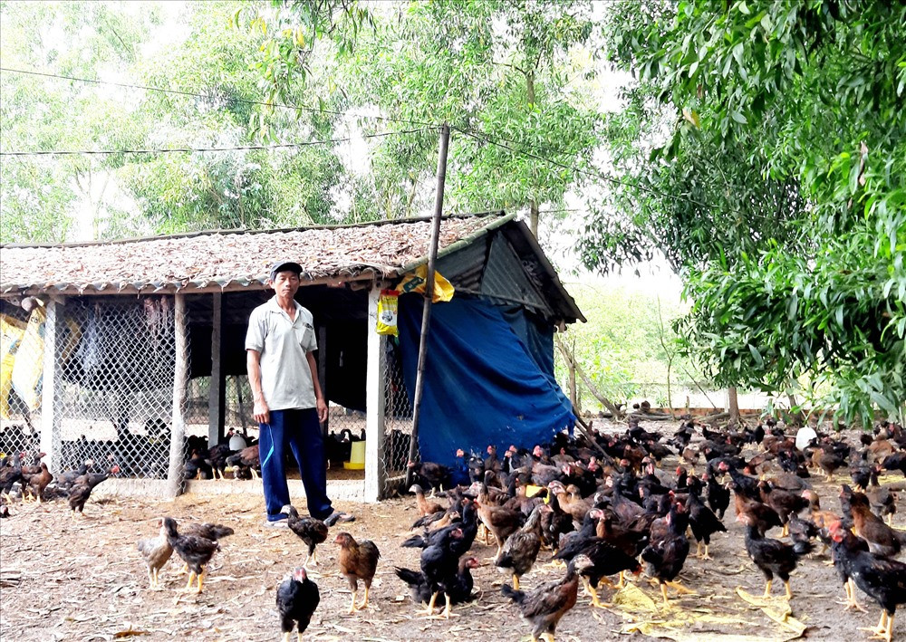 Gia đình ông Nguyễn Sơn có nguồn thu nhập cao nhờ nuôi gà ta thương phẩm khép kín theo quy trình VietGAP. Ảnh: VIỆT NGUYỄN