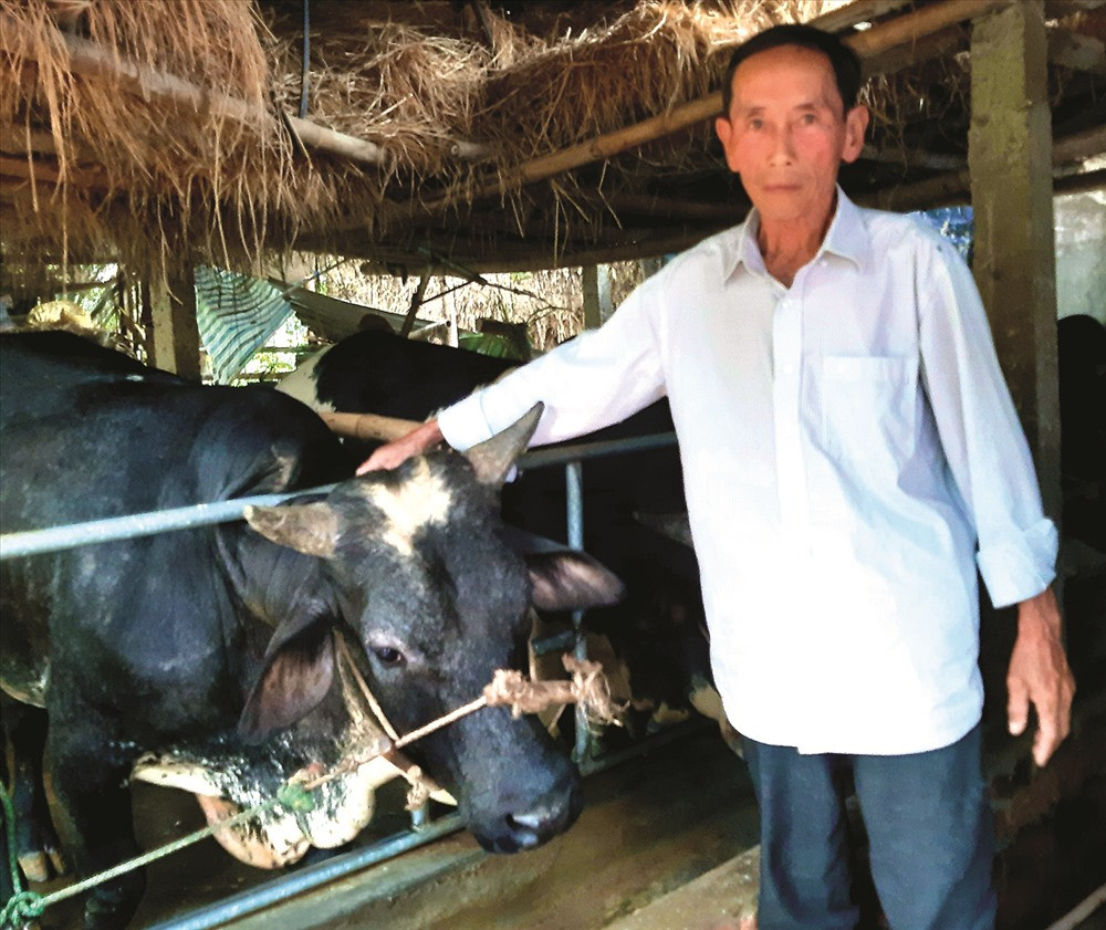 Lứa đầu tiên, nuôi 4 con bò 3B trong vòng 1 năm, ông Dương Phú Nam ở thôn Triêm Nam (xã Điện Phương, Điện Bàn) lãi ròng gần 100 triệu đồng.  Ảnh: NHÃ PHƯƠNG