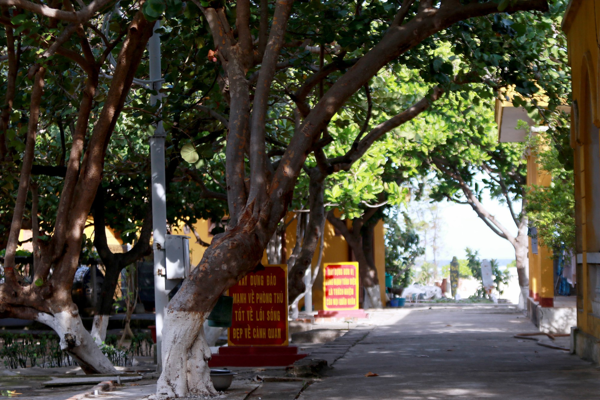 Lớp lớp cán bộ, chiến sĩ và người dân đảo vẫn đang tận tụy chăm sóc, nhân rộng nhiều cây xanh ở đảo Sinh Tồn. Ảnh: T.C