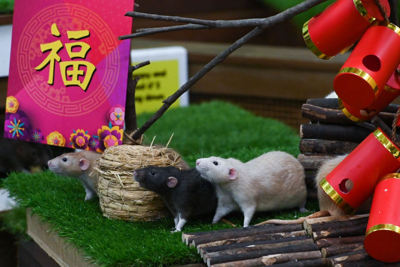 2020 còn được mọi người gọi là năm con Chuột. Biểu tượng của năm nay tại một công viên của Singapore. Từ hình tượng trong văn hoá Á đông, những chú chuột trong phong thuỷ cũng mang lại vận khí tốt đẹp. Ảnh: Gettyimage
