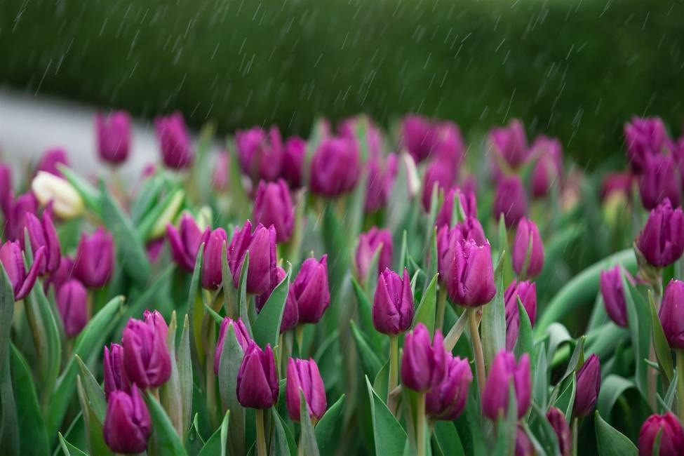 15-Trieu-Hoa-Tulip-T