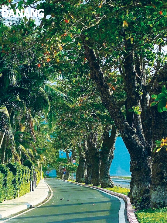 Cây bàng Côn Đảo.