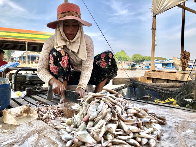 Heab Nom, 38 tuổi, chuẩn bị cá chép để chế biến thành Prahok trên chiếc thuyền của cô ở Phát Sanday, Campuchia. Ảnh: Los Angeles Times.