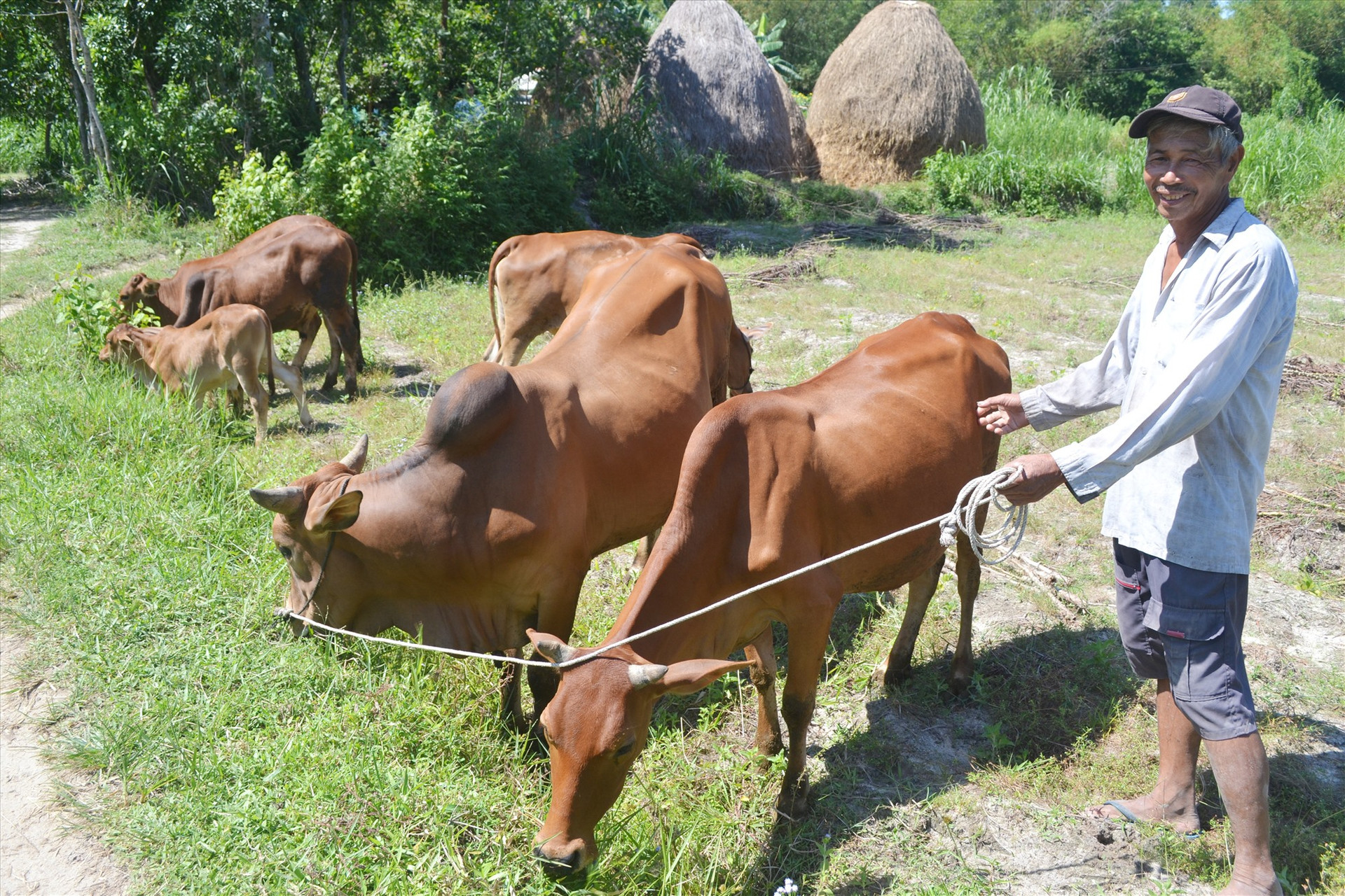 Nhờ tiếp cận vốn CSXH, hộ nghèo ở huyện Thăng Bình đã đầu tư chăn nuôi bò, vươn lên thoát nghèo. Ảnh: VIỆT NGUYỄN
