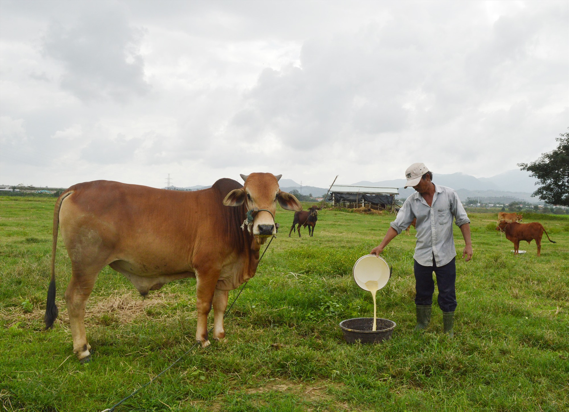 Mô hình chăn nuôi, sản xuất tập trung ở Điện Bàn được kỳ vọng mang lại hiệu quả kinh tế cao. Ảnh: G.K