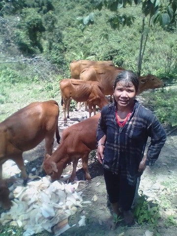 Chị Hồ Thị Niêm chăm sóc đàn bò của gia đình.  Ảnh: M.H