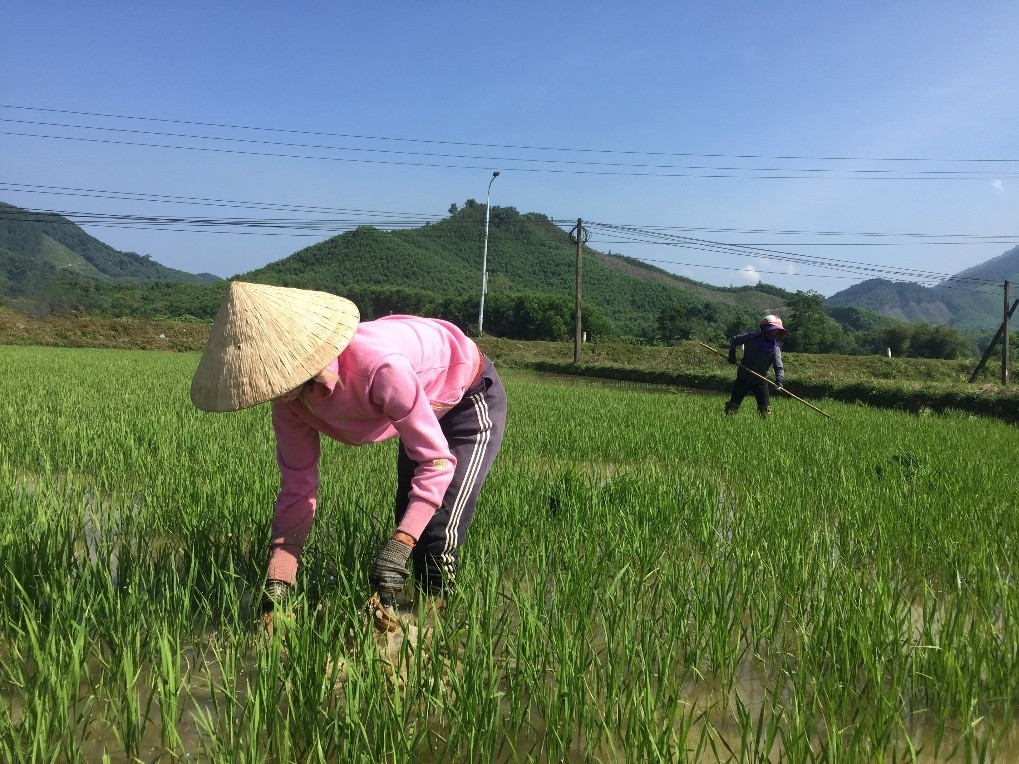 Nông dân huyện Nông Sơn thường xuyên ra đồng thăm lúa vụ đông xuân.