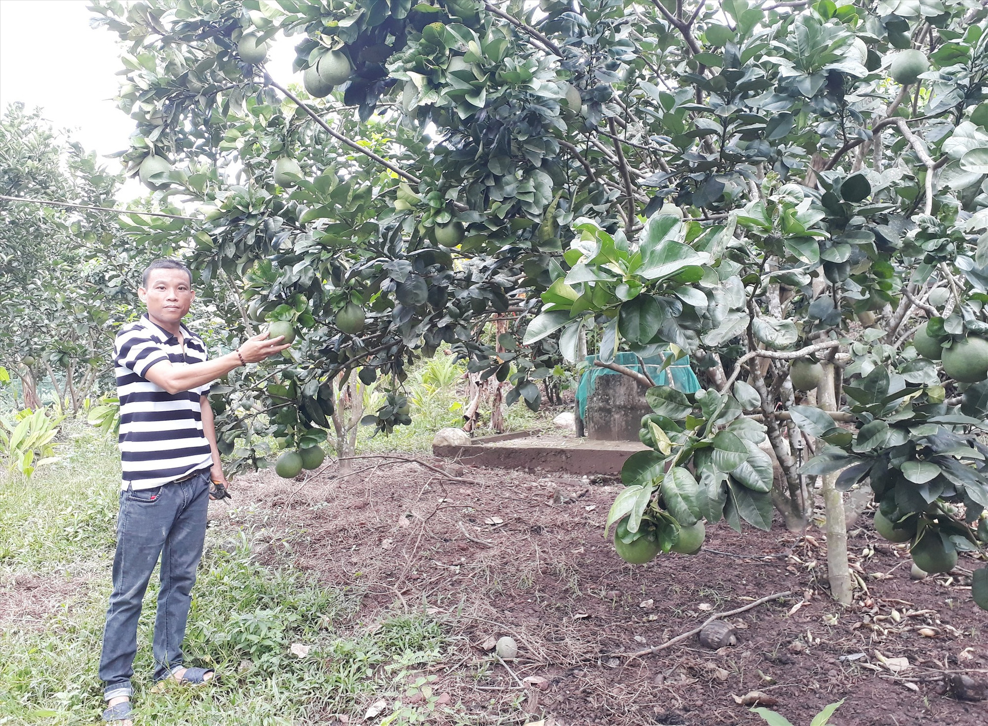 Anh Đặng Văn Minh chăm sóc vườn cây ăn quả của gia đình. Ảnh: L.T