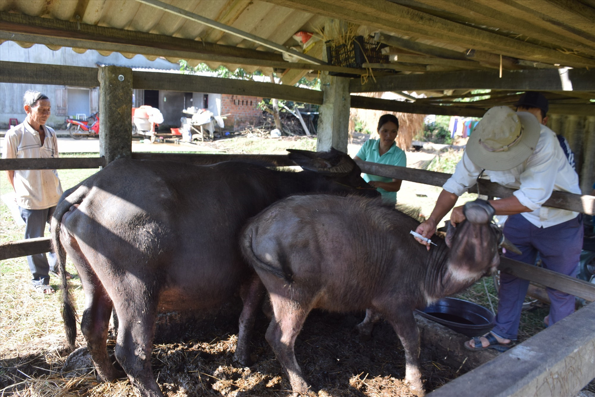 Cán bộ thú y xã Tam Thành tiêm vắc xin phòng, chống bệnh LMLM trên đàn gia súc địa phương. Ảnh: L.T