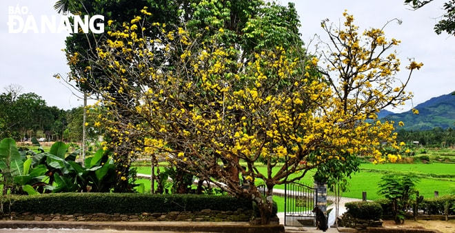 Đến làng cổ Lộc Yên vào những ngày xuân, du khách còn được chiêm ngưỡng cây mai trăm tuổi khoe sắc.
