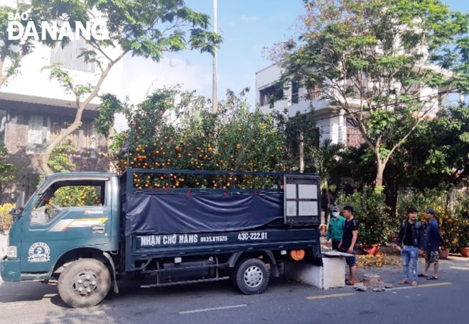 Một chuyến xe chuyển quất từ Đà Nẵng về Hội An.                 Ảnh: PHƯƠNG UYÊN